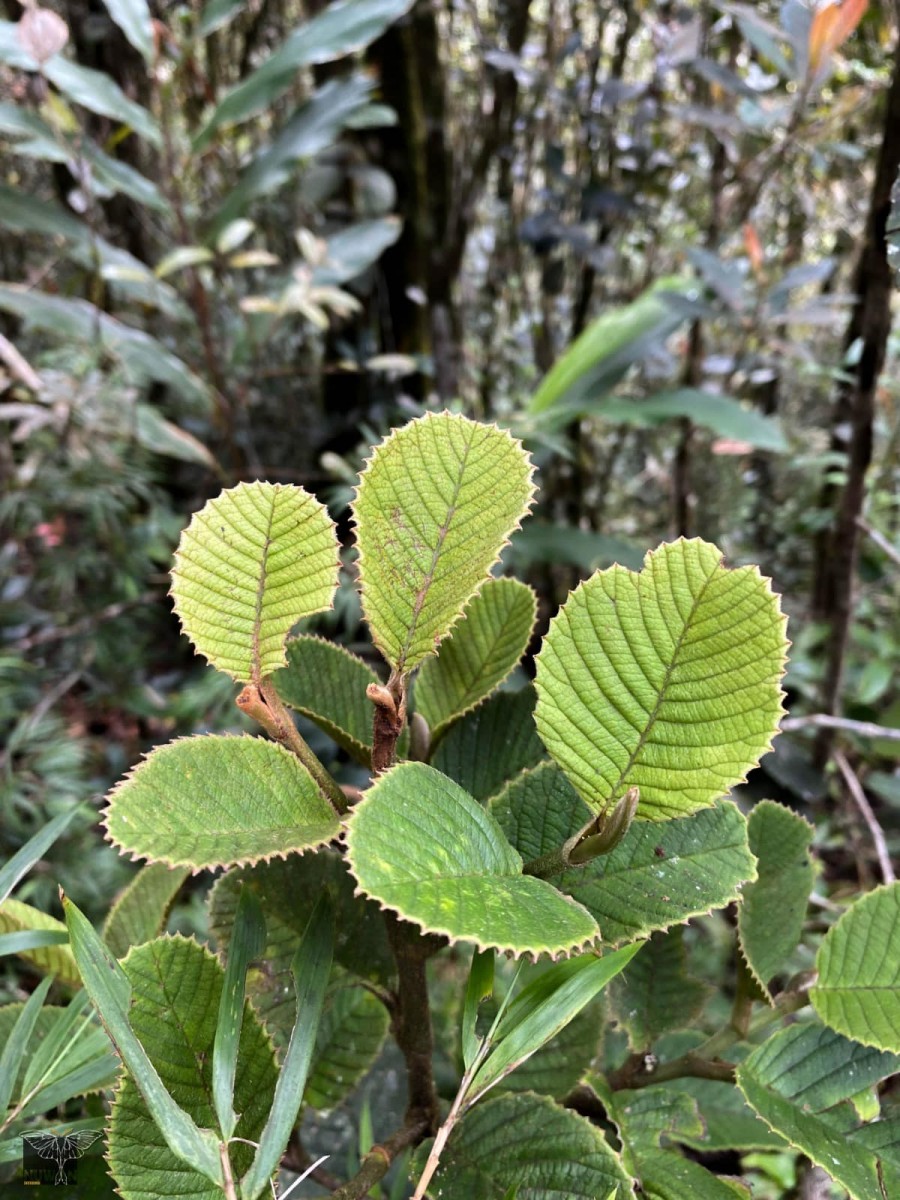Schumacheria alnifolia Hook.f. & Thomson